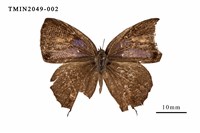 藏品(霧社翠灰蝶)的圖片